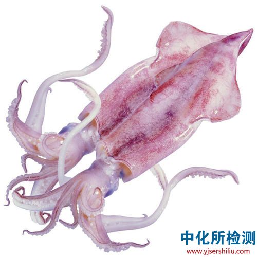 魷魚檢測(cè)